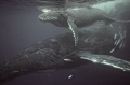   Humpback Whale Calf off Durban South Coast Africa their annual Migration shot Nikon D7000  